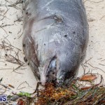 Beached Dead Moray Eel  Bermuda, August 20 2013-3