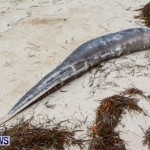Beached Dead Moray Eel  Bermuda, August 20 2013-4