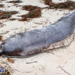 Beached Dead Moray Eel  Bermuda, August 20 2013-7