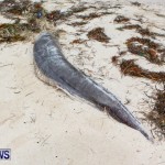 Beached Dead Moray Eel  Bermuda, August 20 2013-9