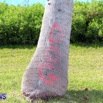 Spray Paint On Trees Cup Match Bermuda, Jul 31 2013 (1)