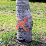 Spray Paint On Trees Cup Match Bermuda, Jul 31 2013 (8)