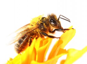 Honeybee and yellow marigold