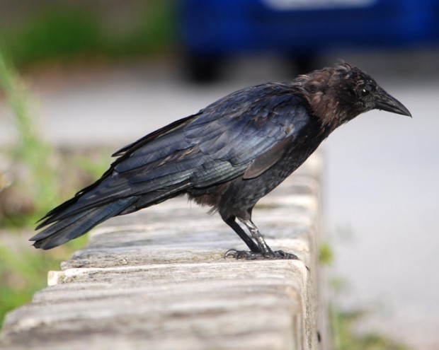 crow-perched