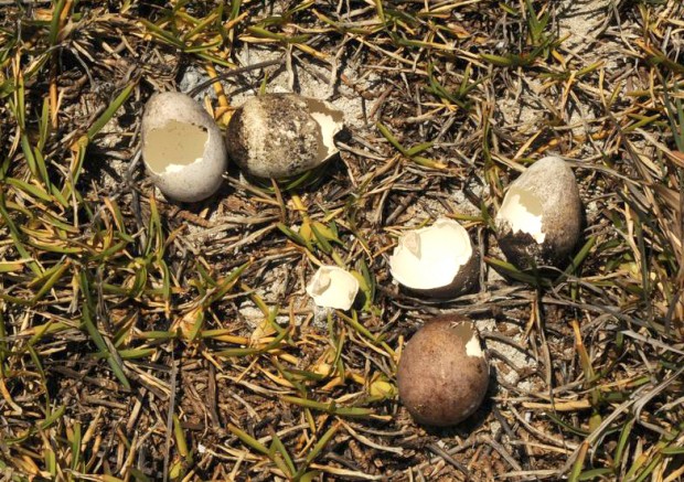 predated longtail eggs