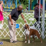 Bermuda Kennel Club BKC Dog Show, October 19, 2013-12