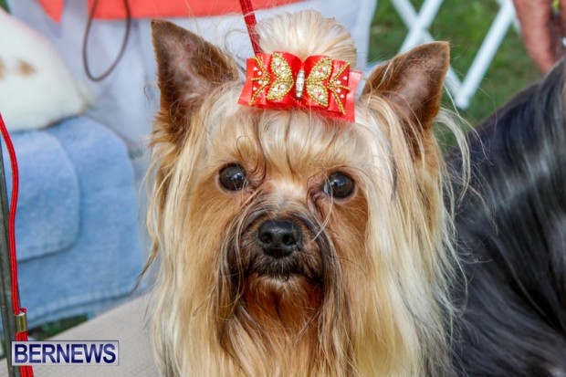 Bermuda Kennel Club BKC Dog Show, October 19, 2013-49