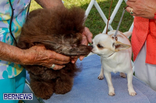 Bermuda Kennel Club BKC Dog Show, October 19, 2013-54