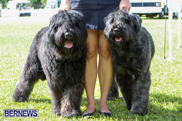 Bermuda Kennel Club BKC Dog Show, October 19, 2013-79