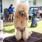 Bermuda Kennel Club BKC Dog Show, October 19, 2013-80