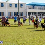 Bermuda Kennel Club BKC Dog Show, October 19, 2013-95