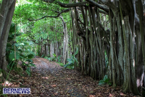 southlands bermuda trees