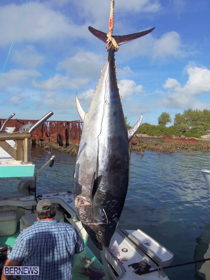 bluefin tuna bermuda dec 2013 (1)
