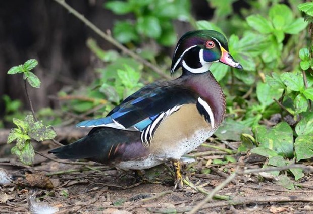 wood duck in Bermuda by Andrew Dobson