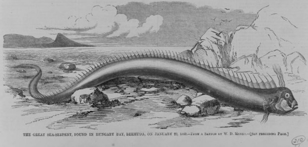 sea-serpent, found in Hungary Bay, Bermuda, on January 22, 1860