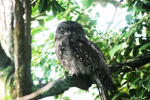 Tawny Frogmouth Bermuda Zoo