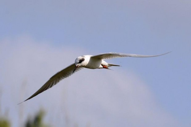 forsters-tern