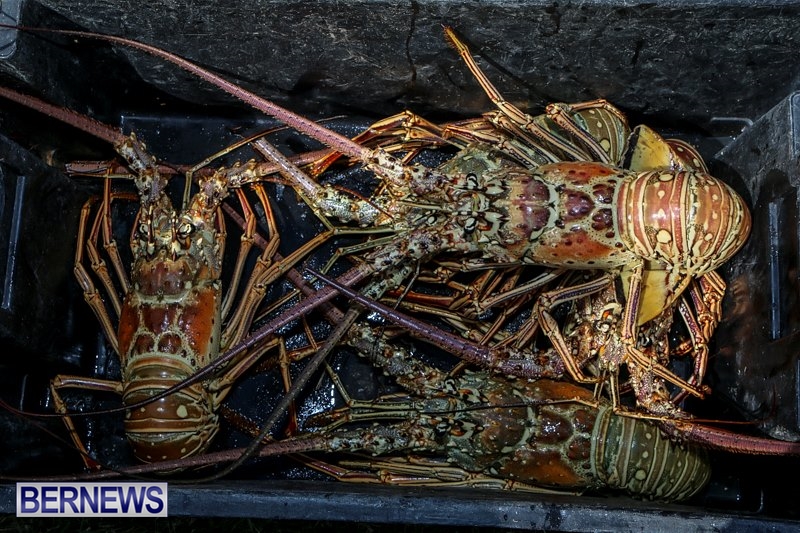 Bermuda Spiny Lobster, March 30 2014 (2)