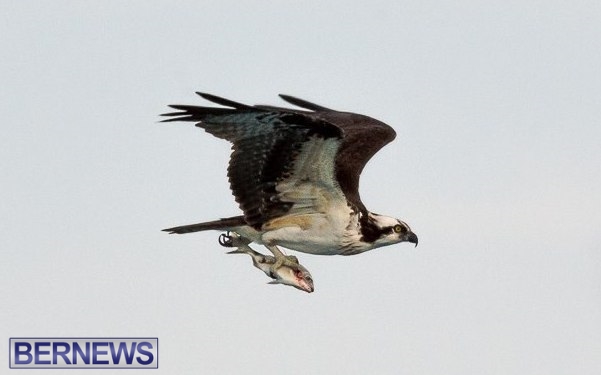 osprey bird wingspan