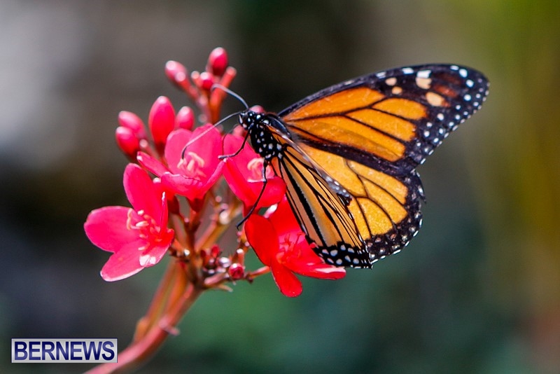 Butterfly-House-Brighton-Hill-Nursery-Bermuda-April-5-2014-16