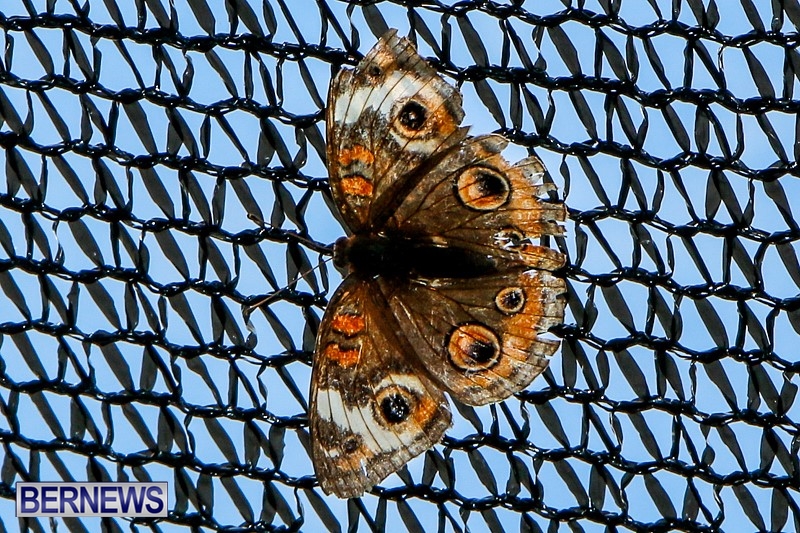 Butterfly-House-Brighton-Hill-Nursery-Bermuda-April-5-2014-19