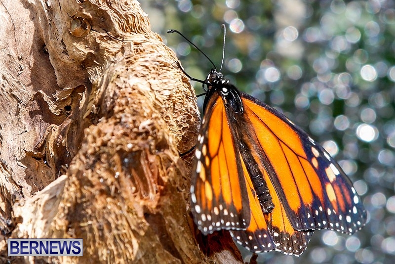 Butterfly-House-Brighton-Hill-Nursery-Bermuda-April-5-2014-39