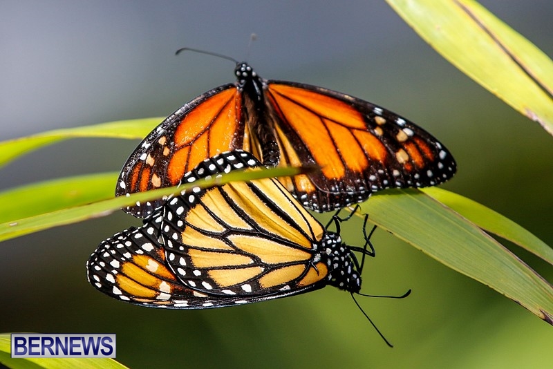 Butterfly-House-Brighton-Hill-Nursery-Bermuda-April-5-2014-52