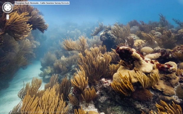 Coral Reef google bermuda