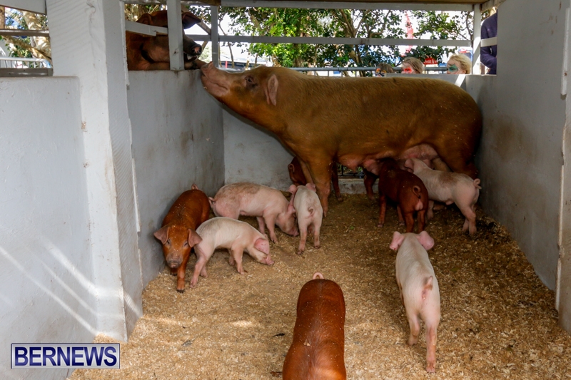 Pigs-at-the-Agricultural-Exhibition-Bermuda-April-24-2014-18