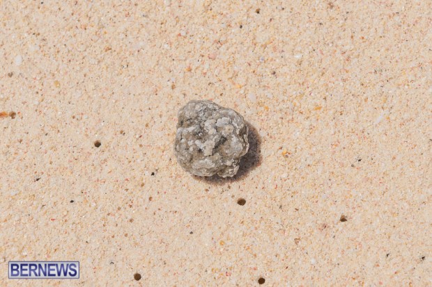 greaseballs on Bermuda beach Apr 2014 (1)