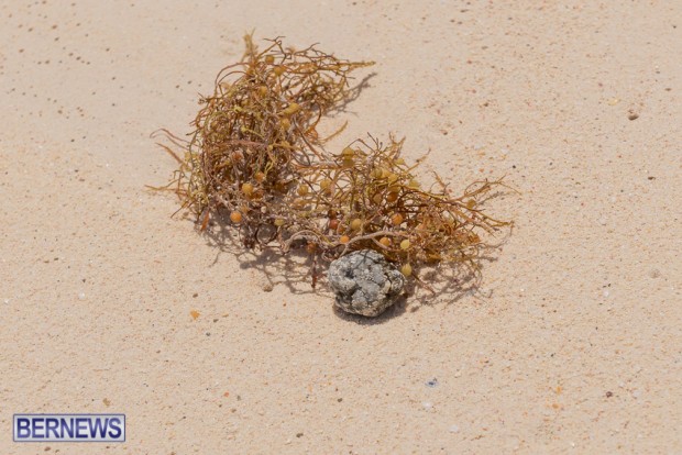 greaseballs on Bermuda beach Apr 2014 (2)