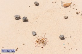 greaseballs on Bermuda beach Apr 2014 (3)