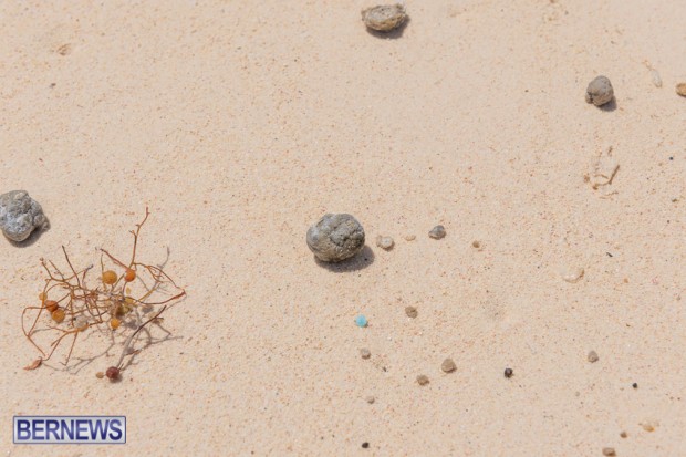 greaseballs on Bermuda beach Apr 2014 (4)