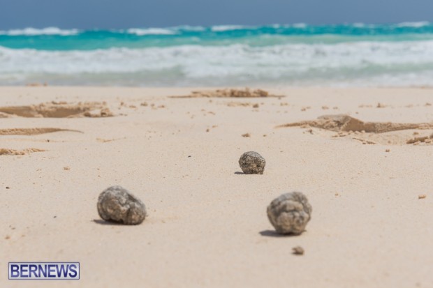 greaseballs on Bermuda beach Apr 2014 (5)