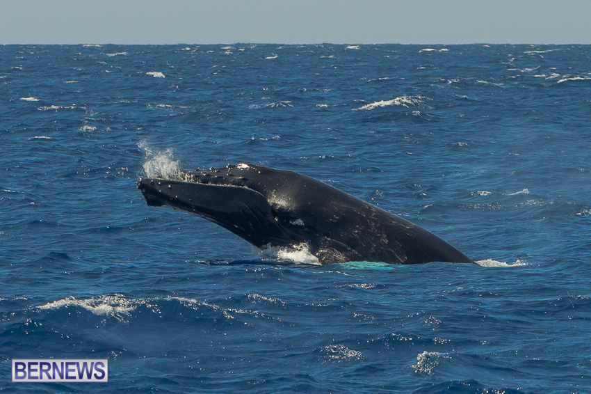 whales in bermuda 2014 3221