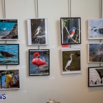 Audubon Society Bird Art Bermuda, June 6 2014-16