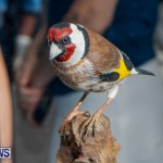 Audubon Society Bird Art Bermuda, June 6 2014-32