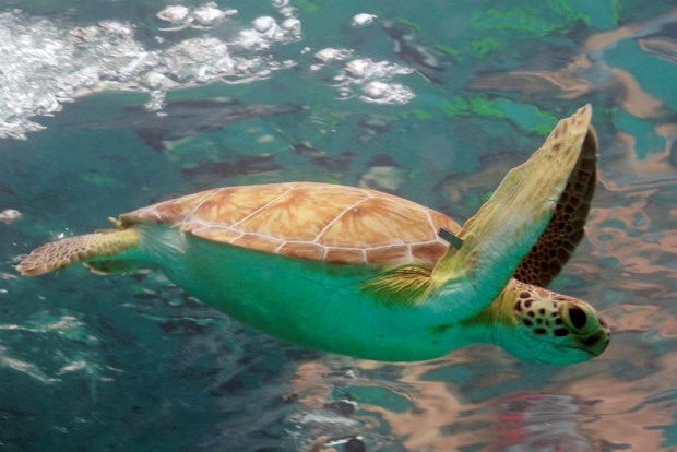 Green turtle by Ron Lucas