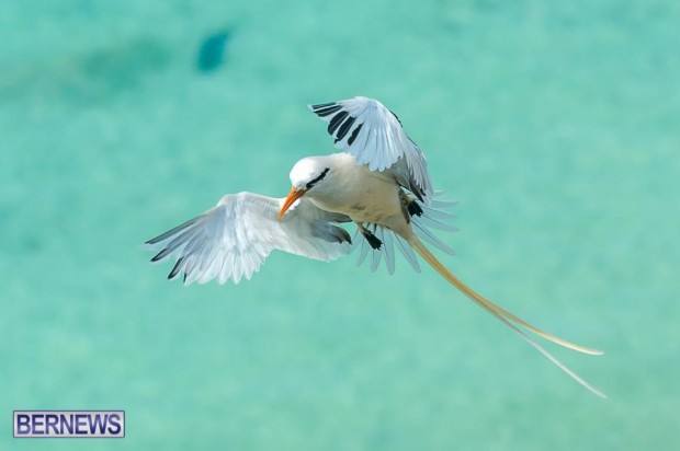 bermuda longtail bird generic 23123`