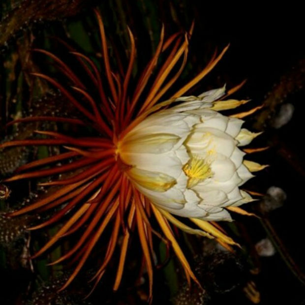 night blooming cereus chinese medicine