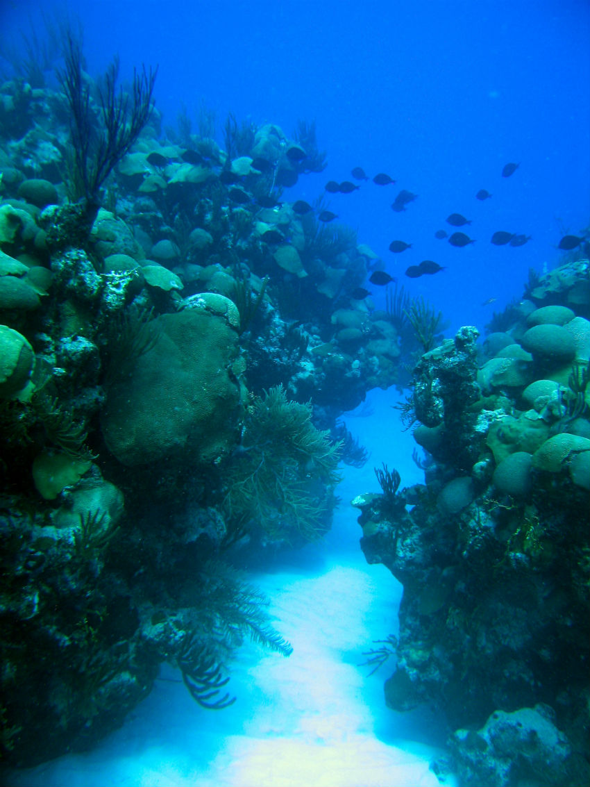 Well managed reefs with healthy corals in Bermuda 2009 (c) Thad Murdoch