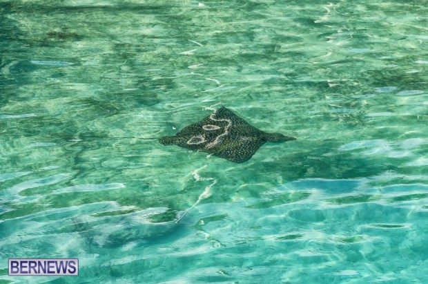 bermuda-spotted-eagle-ray