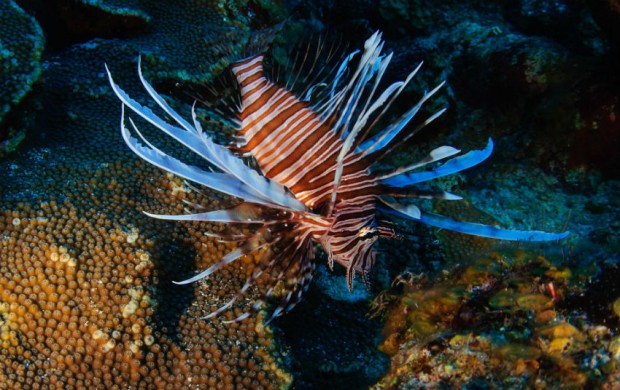 lionfish-photograph-award