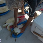 ocean vet turtle tagging aug 2014 (10)
