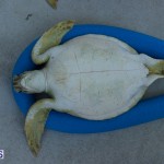 ocean vet turtle tagging aug 2014 (11)