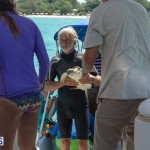 ocean vet turtle tagging aug 2014 (2)