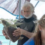 ocean vet turtle tagging aug 2014 (3)