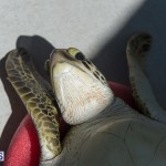 ocean vet turtle tagging aug 2014 (6)