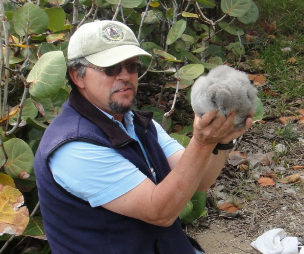 Jeremy Madeiro with cahow chick