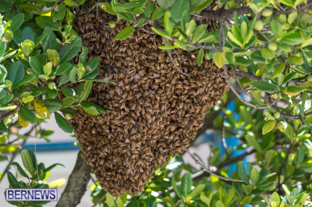 bees-in-bermuda-sept-4-2014-04